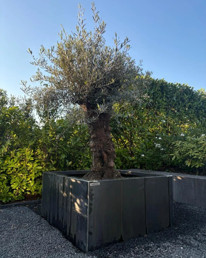 Eindresultaat plantenbak olijfboom